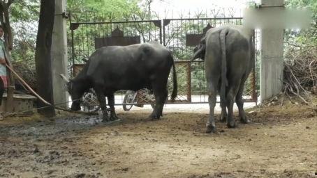 猩猩交配视频,揭秘灵长类动物的交配奥秘